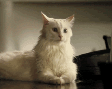 看我一动一动的猫耳朵，帅不
