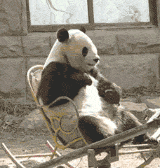 坐摇椅的国宝