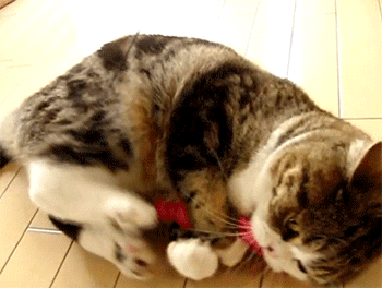 猫咪躺在地上咬扯东西