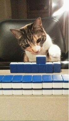 打麻将的猫咪