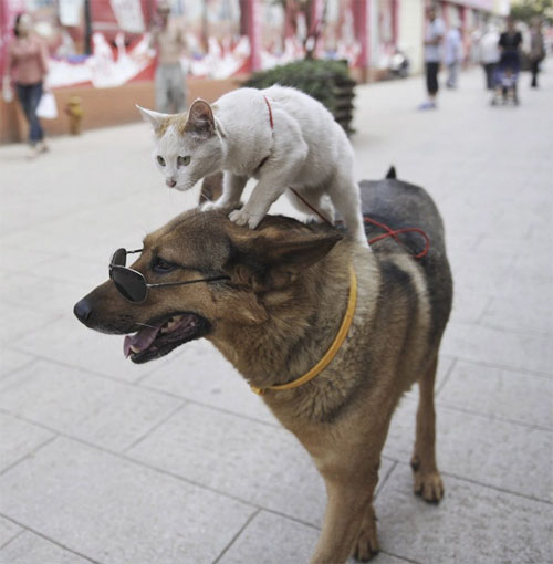  爬在狗身上的小猫