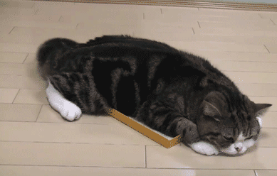 爬在地板上摇尾巴的猫咪