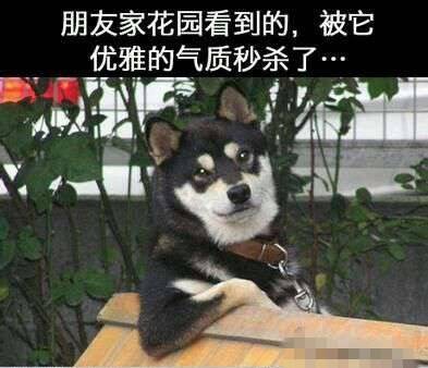 被它的优雅气质秒杀了