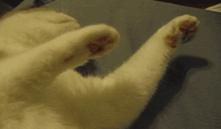 小样，猫爪子还挺有节奏的啊