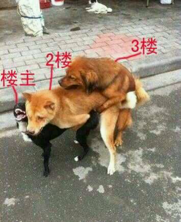 三只狗抱在一起