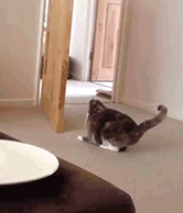 爬门窗的猫咪