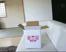 一头栽进盒子里的小猫