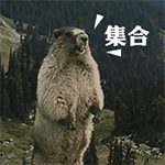爱吼叫的土拔鼠，集合了
