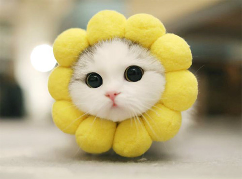 猫猫脖子上戴上花环，真漂亮