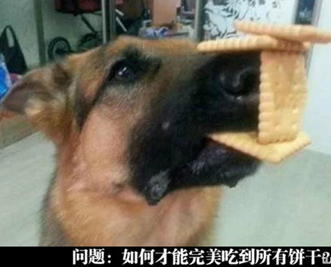 狗狗的困惑？如何才能完美吃到饼干呢