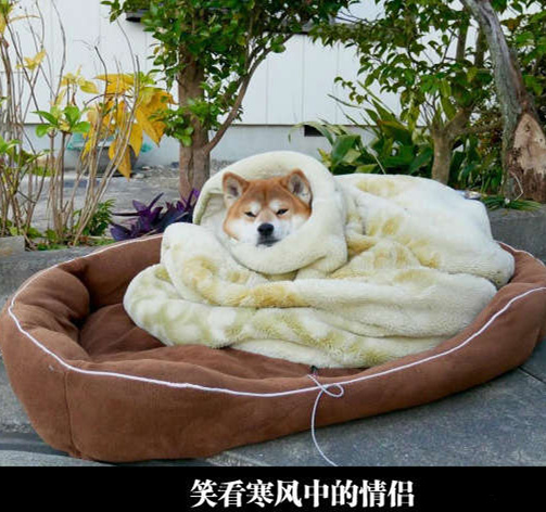 裹着小毛毯，笑看寒风中的情侣