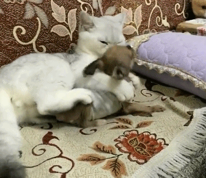 抱紧小兔子的顽皮猫咪