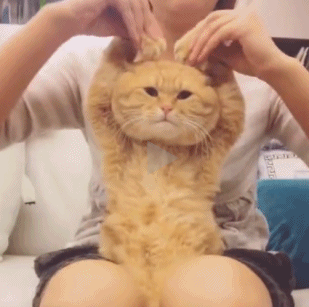 猫猫来，爪子举起来给大家比个心