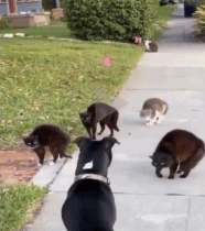 猫多势重，确认打不过，我还是走了算了