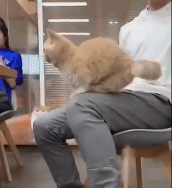 这都跳不上去，猫族的脸都给你丢尽了