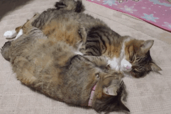 两只猫咪神同步，伸个懒腰也这么一致