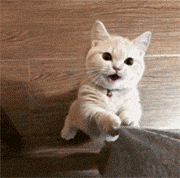 撒娇的萌猫想吃东西
