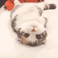 仰躺着卖萌的猫咪