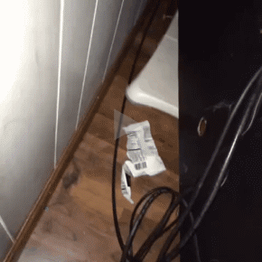 猫咪还可以帮助主人穿网线