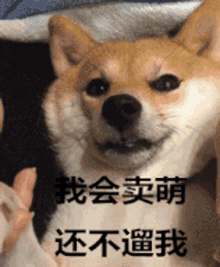我会卖萌，你还不快来溜我