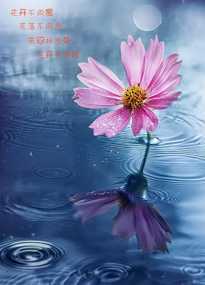关于花开花落的唯美诗篇