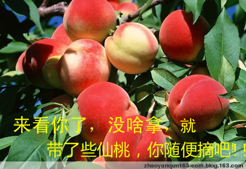 来看你了，带些仙桃随便摘吧