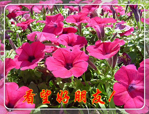 专程来看望朋友