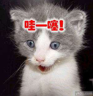 什么东西让猫咪如此惊呆
