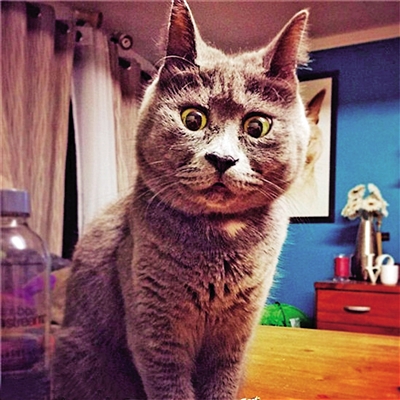 猫咪表示很谅讶，十分的吃惊