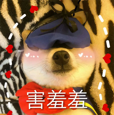 害羞羞脸红的柴犬