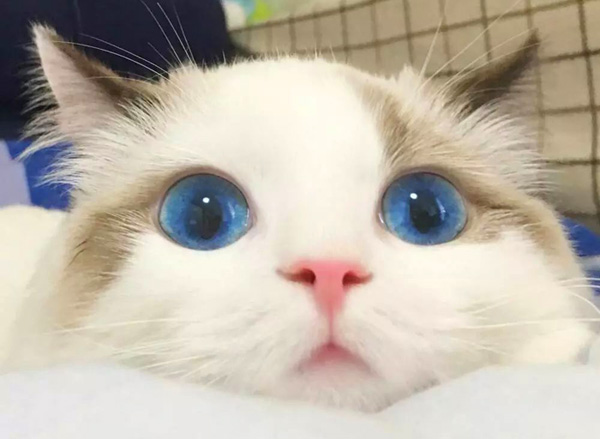 我是一只对什么都好奇的猫咪
