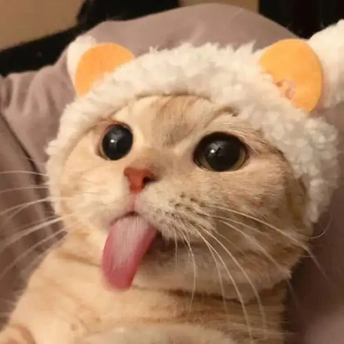 伸长舌头扮萌的小猫咪