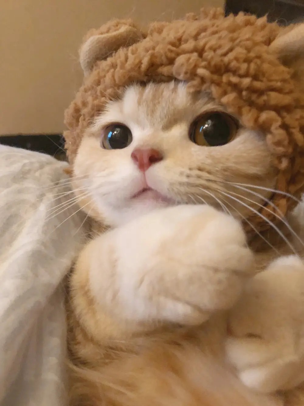头戴绒帽的可爱猫咪