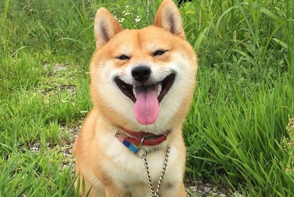 我只想做一只开心狗