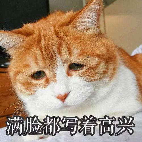 我的满脸都写着高兴
