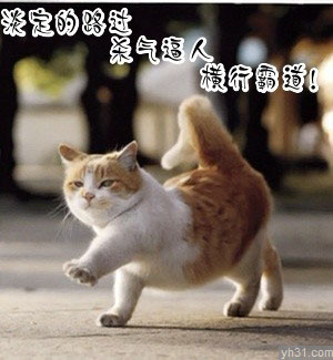 猫咪淡定路过，杀气逼人
