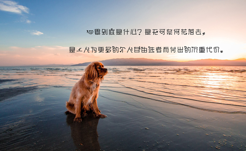 心累到底是什么？是无可奈何的花落去