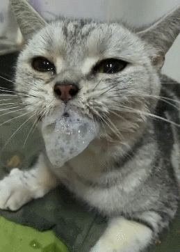 口吐白泡沫的猫咪