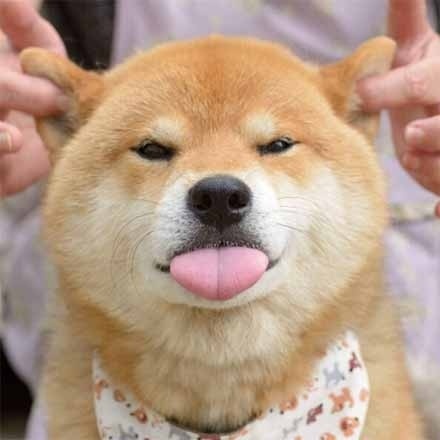 萌萌的小狗向你吐个舌头