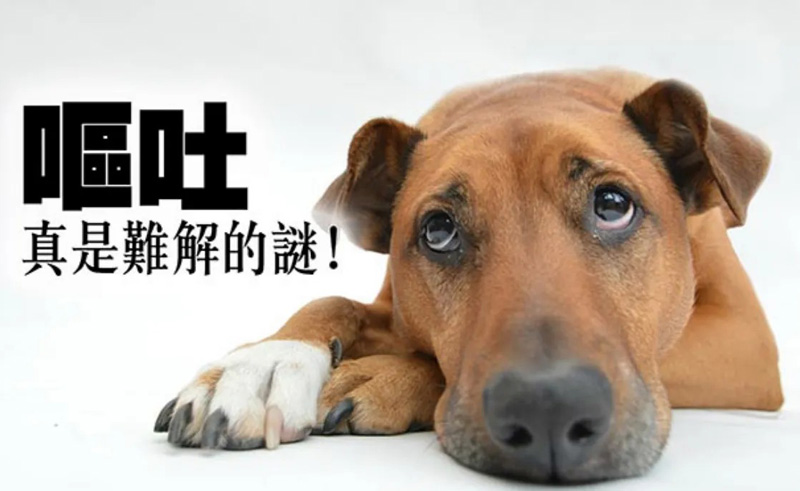 呕吐真的是狗狗难解的迷