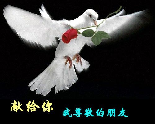 把玫瑰花献给我最尊敬的朋友
