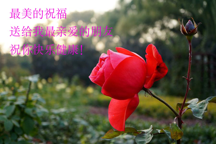 把最美的祝福送给我最亲爱的朋友