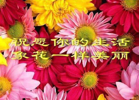 祝愿你的生活像花儿一样美丽