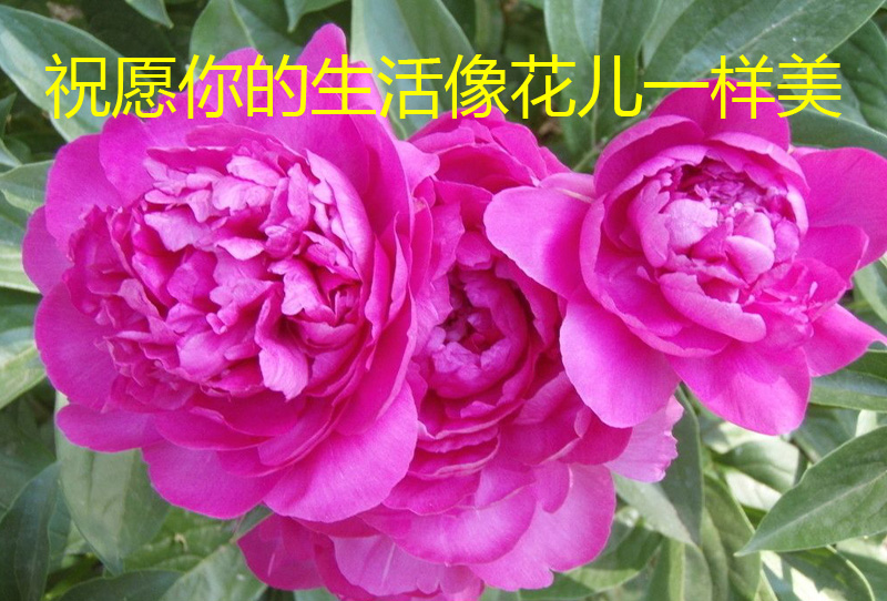 祝愿你的生活像花儿一样美