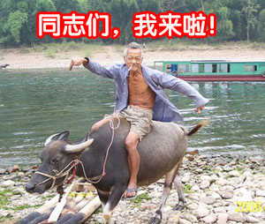 同志们，我骑着牛来了