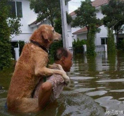 主人背着狗过水路