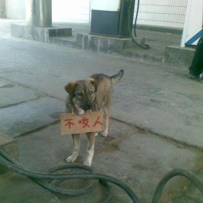 以牌告知，我不咬人