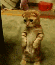 上下观望的猫咪