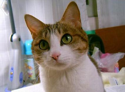 聚精会神的小猫