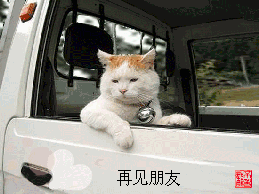 再见朋友，依依不舍的猫咪